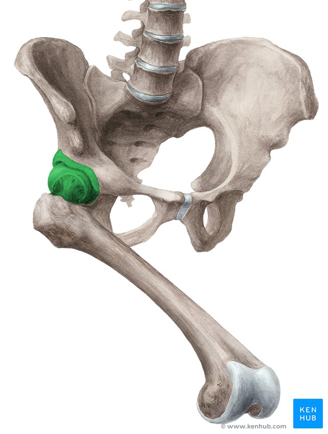 Pelvis y cadera diferencias