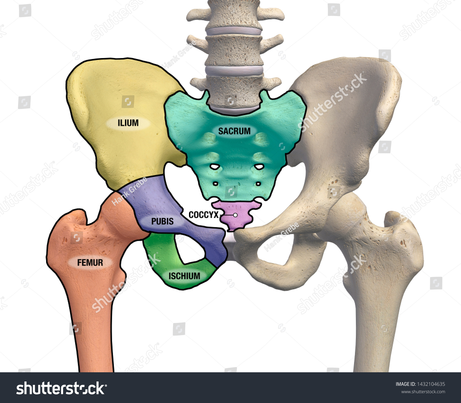 Pelvis y cadera diferencias